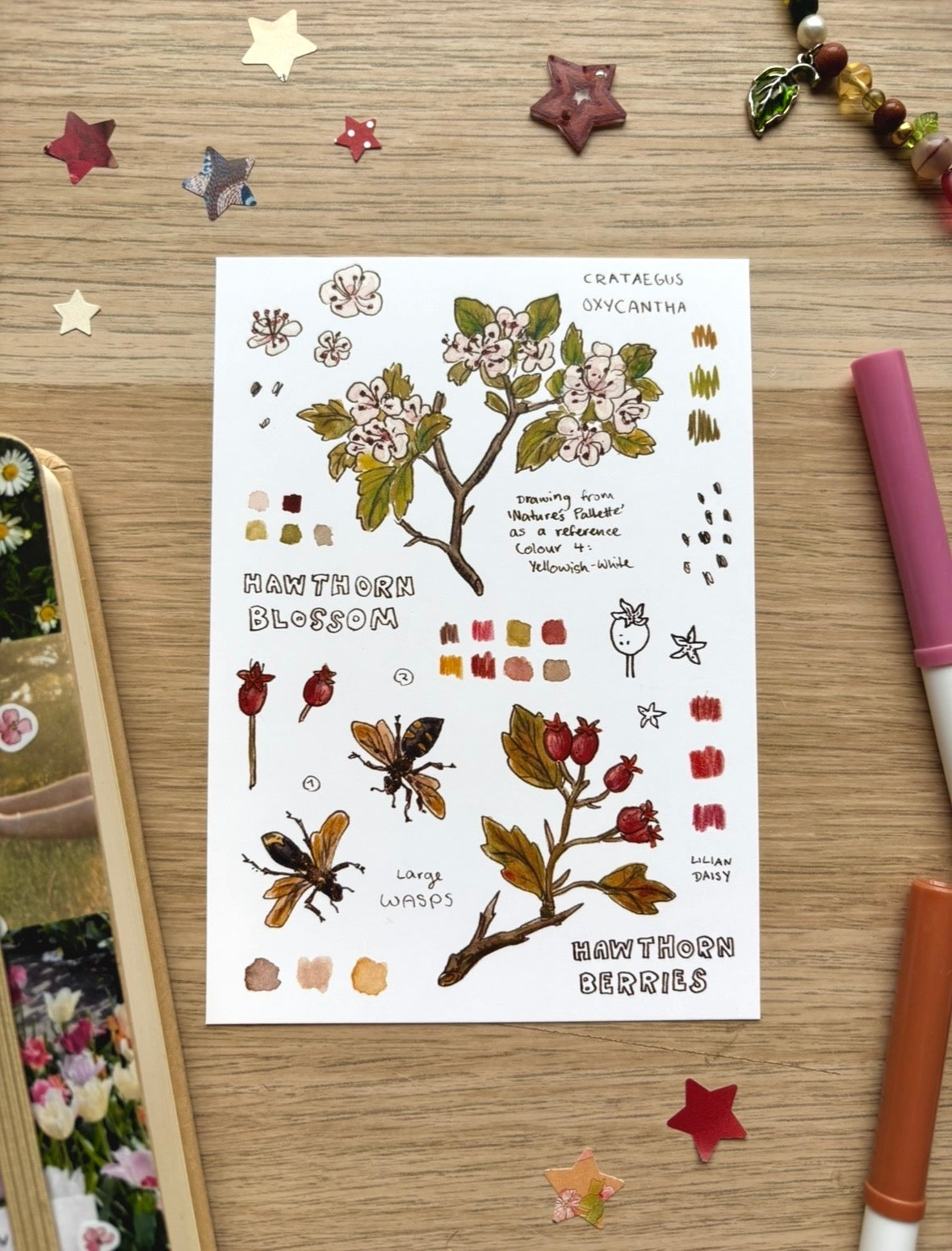 "Hawthorn" A6 Postcard Print