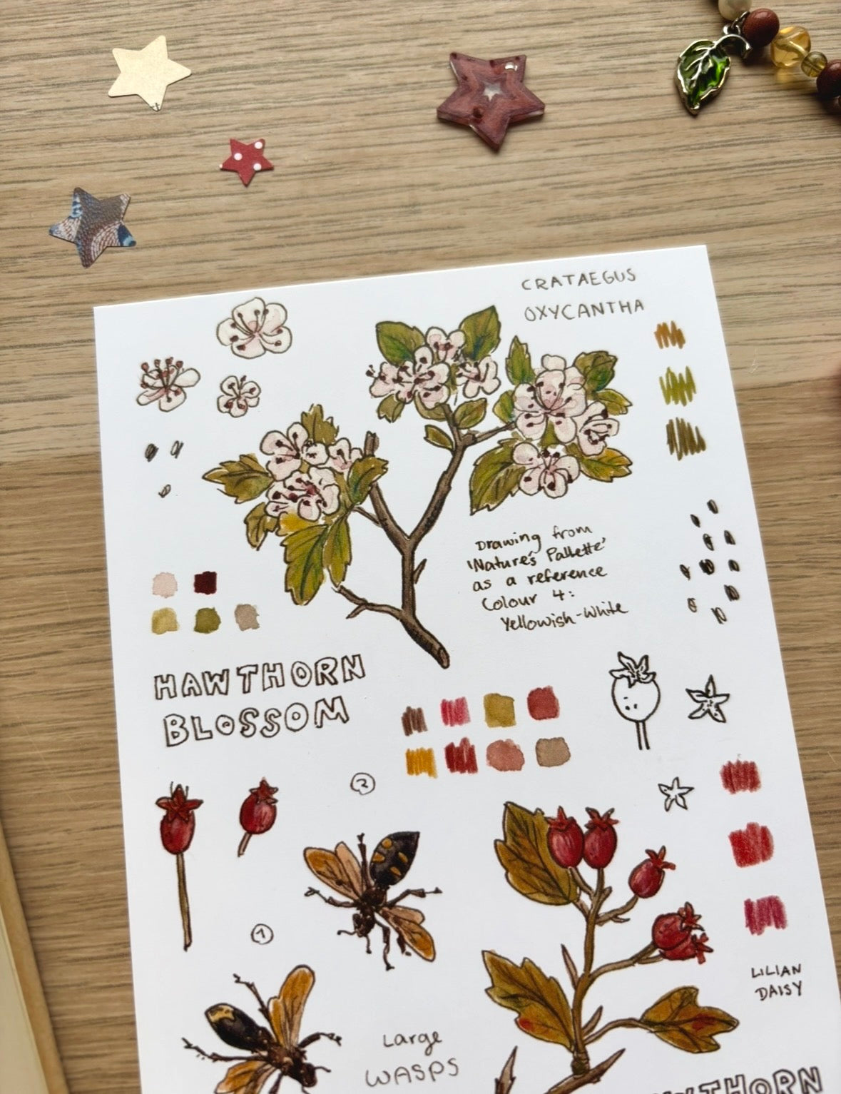 "Hawthorn" A6 Postcard Print